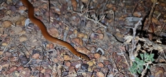 Suta punctata