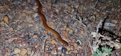 Suta punctata