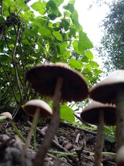 Psathyrella