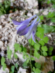 Aquilegia cazorlensis