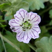 Geranium cazorlense - Photo (c) Jorge Calvo Yuste, some rights reserved (CC BY-NC), uploaded by Jorge Calvo Yuste