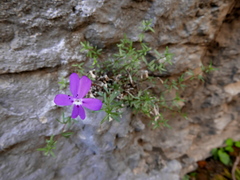 Viola cazorlensis