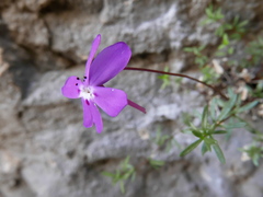 Viola cazorlensis