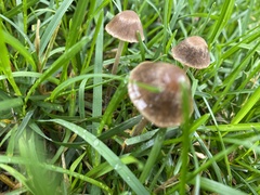 Panaeolus foenisecii