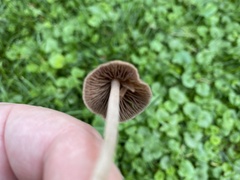 Panaeolus foenisecii