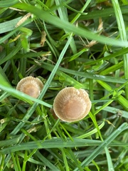 Panaeolus foenisecii