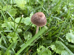 Panaeolus foenisecii
