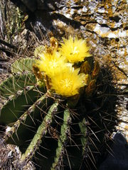 Ferocactus echidne