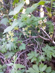 Ribes acerifolium