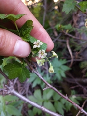 Ribes acerifolium