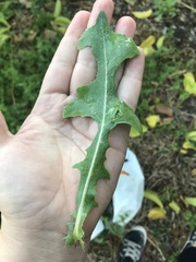 Lactuca serriola