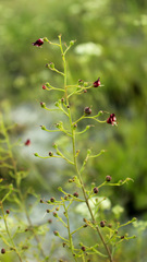 Scrophularia cretacea