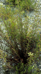 Scrophularia cretacea