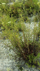 Scrophularia cretacea