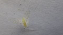 Takecallis arundinariae