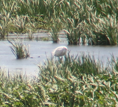 Egretta eulophotes