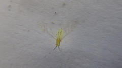 Takecallis arundinariae