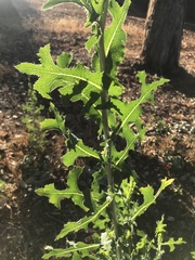 Lactuca serriola