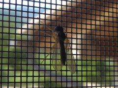 Nephrocerus scutellatus