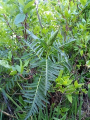 Pedicularis bracteosa