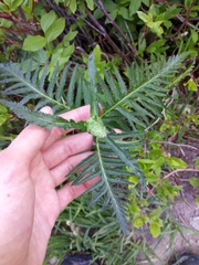 Pedicularis bracteosa