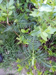 Pedicularis bracteosa