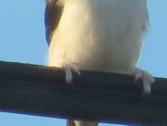 Delichon urbicum urbicum