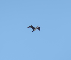 Phalacrocorax capillatus