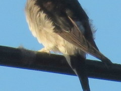 Delichon urbicum urbicum