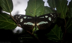 Phaedyma shepherdi