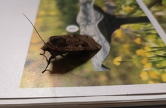 Noctua pronuba