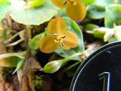 Murdannia lanuginosa