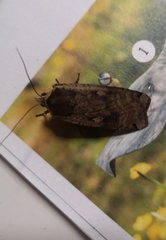 Noctua pronuba
