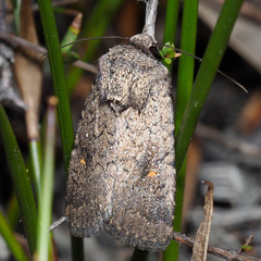 Proteuxoa amaurodes