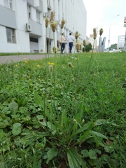 Plantago lanceolata