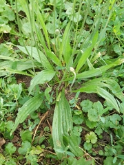 Plantago lanceolata