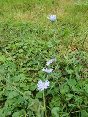 Cichorium intybus
