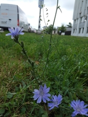 Cichorium intybus