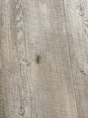 Scutigera coleoptrata