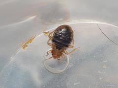 Cimex lectularius