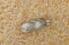 Bucculatrix canadensisella