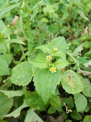 Galinsoga quadriradiata