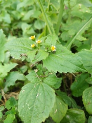 Galinsoga quadriradiata