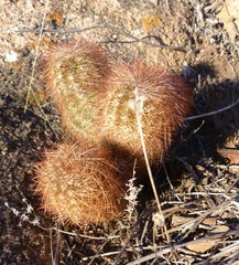 Echinocereus reichenbachii baileyi