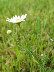 Tripleurospermum inodorum