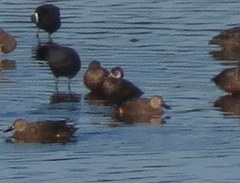 Netta erythrophthalma