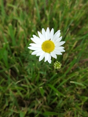 Tripleurospermum inodorum