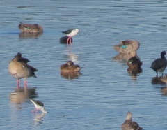 Netta erythrophthalma