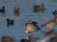 Netta erythrophthalma