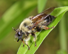 Laphria sacrator